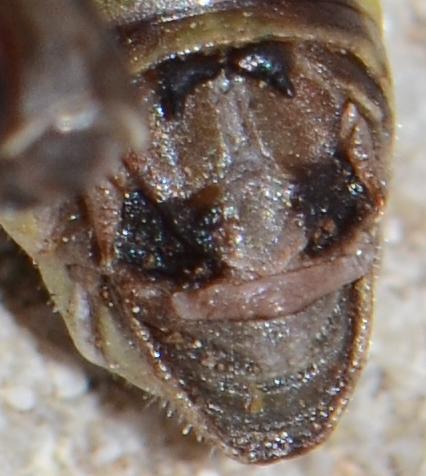 Réf. 193 568 : Italopodisma trapezoidalis
